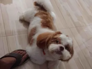 Cachorro raça Shitzu  idade 2 a 6 meses nome Billy 