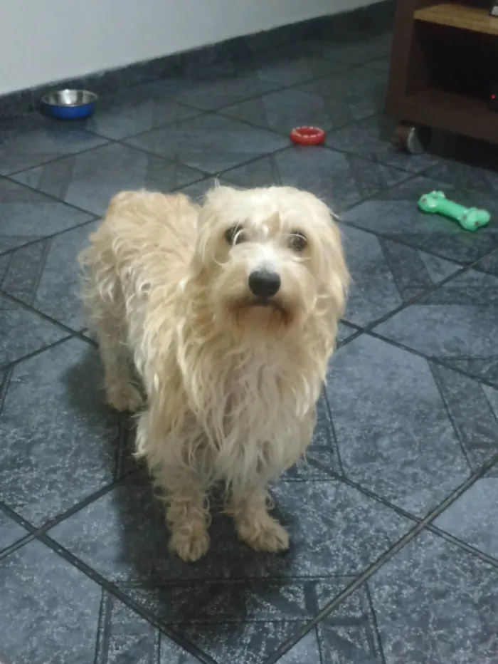 Cachorro ra a SRD idade 2 anos nome Doce de Leite 