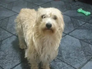 Cachorro raça SRD idade 2 anos nome Doce de Leite 