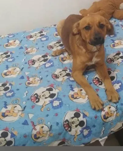 Cachorro ra a SRD-ViraLata idade 1 ano nome Chocolate 