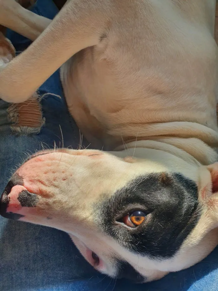 Cachorro ra a American Pit Bull Terrier  idade 2 anos nome Nami da Silva 