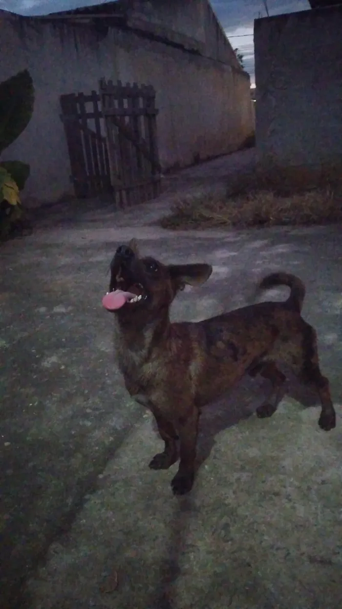 Cachorro ra a Viralata + basset idade 2 anos nome Beni