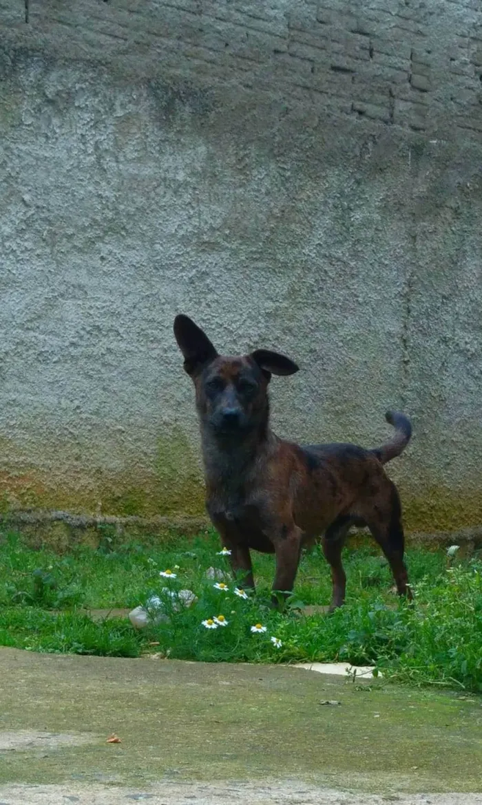 Cachorro ra a Viralata + basset idade 2 anos nome Beni