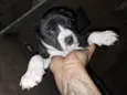 Doaçao filhotes pitbull