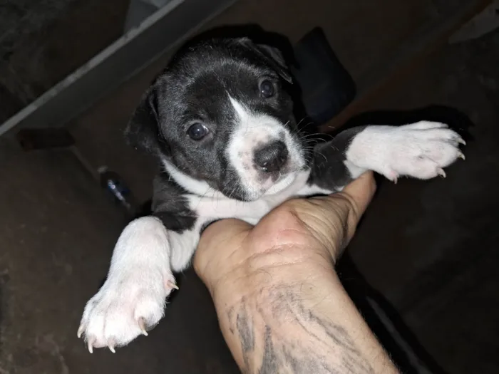 Cachorro ra a Pit-Bull idade Abaixo de 2 meses nome Doaçao filhotes pitbull