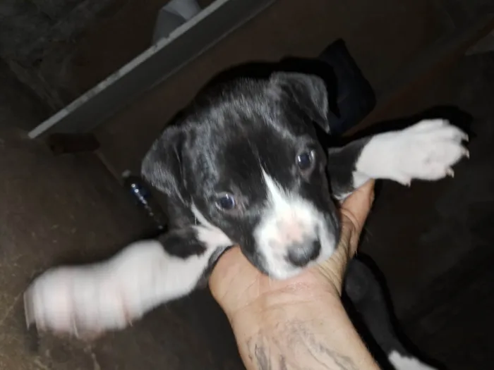 Cachorro ra a Pit-Bull idade Abaixo de 2 meses nome Doaçao filhotes pitbull