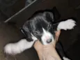 Doaçao filhotes pitbull