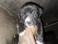 Doaçao filhotes pitbull