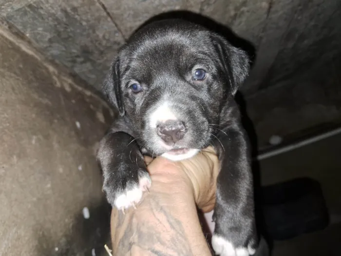 Cachorro ra a Pit-Bull idade Abaixo de 2 meses nome Doaçao filhotes pitbull