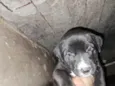 Doaçao filhotes pitbull