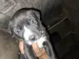 Doaçao filhotes pitbull