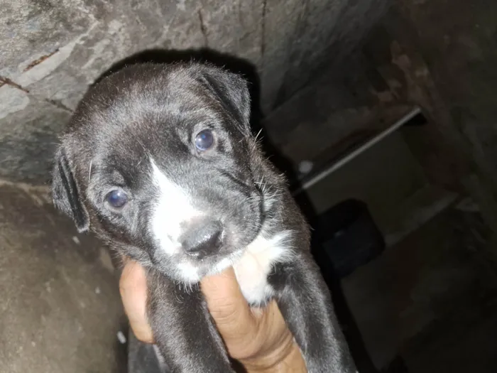 Cachorro ra a Pit-Bull idade Abaixo de 2 meses nome Doaçao filhotes pitbull