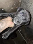 Doaçao filhotes pitbull