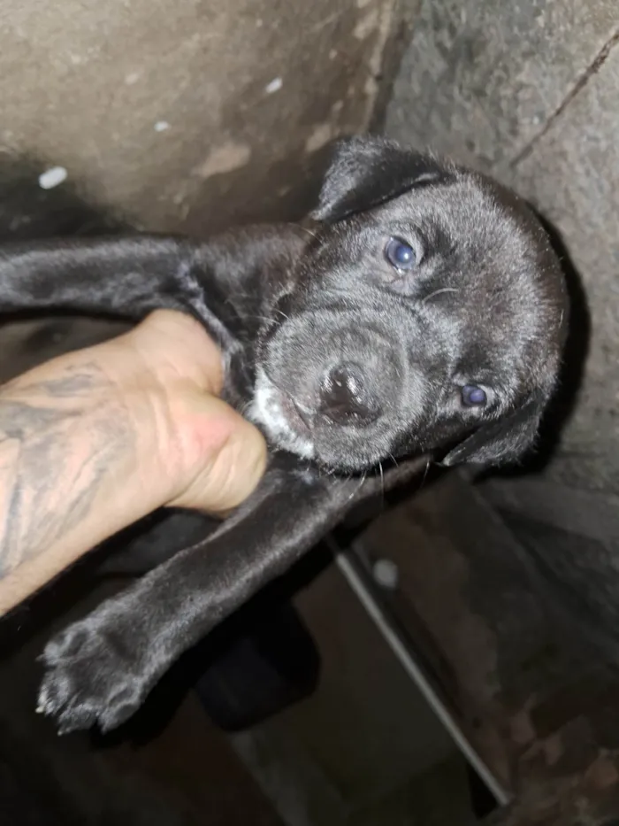 Cachorro ra a Pit-Bull idade Abaixo de 2 meses nome Doaçao filhotes pitbull