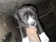 Doaçao filhotes pitbull