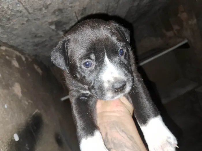 Cachorro ra a Pit-Bull idade Abaixo de 2 meses nome Doaçao filhotes pitbull