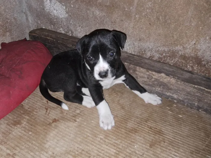 Cachorro ra a Pit-Bull idade Abaixo de 2 meses nome Doaçao filhotes pitbull
