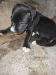 Doaçao filhotes pitbull