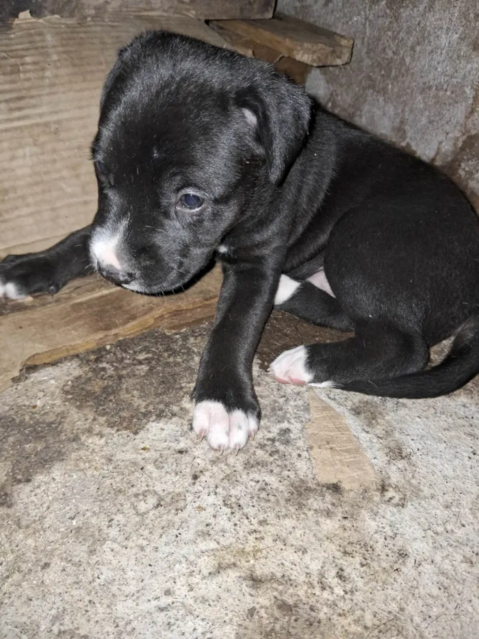 Cachorro ra a Pit-Bull idade Abaixo de 2 meses nome Doaçao filhotes pitbull