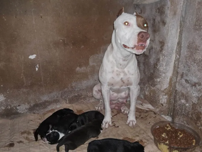 Cachorro ra a Pit-Bull idade Abaixo de 2 meses nome Doaçao filhotes pitbull