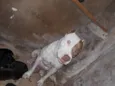 Doaçao filhotes pitbull