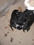 Doaçao filhotes pitbull