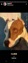 Doaçao filhotes pitbull