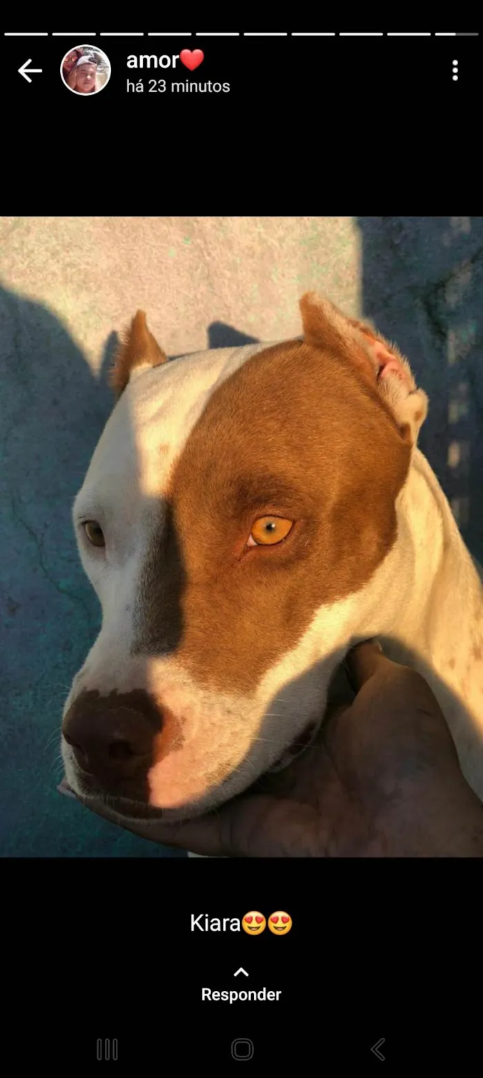 Cachorro ra a Pit-Bull idade Abaixo de 2 meses nome Doaçao filhotes pitbull