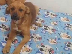 Cachorro raça SRD-ViraLata idade 1 ano nome Chocolate 