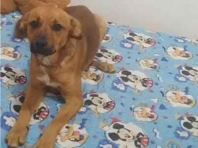 Cachorro ra a SRD-ViraLata idade 1 ano nome Chocolate 