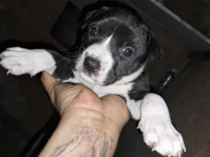 Cachorro raça Pit-Bull idade Abaixo de 2 meses nome Doaçao filhotes pitbull
