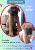 Thor