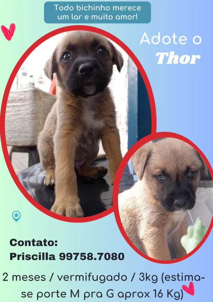 Cachorro ra a SRD idade 2 a 6 meses nome Thor