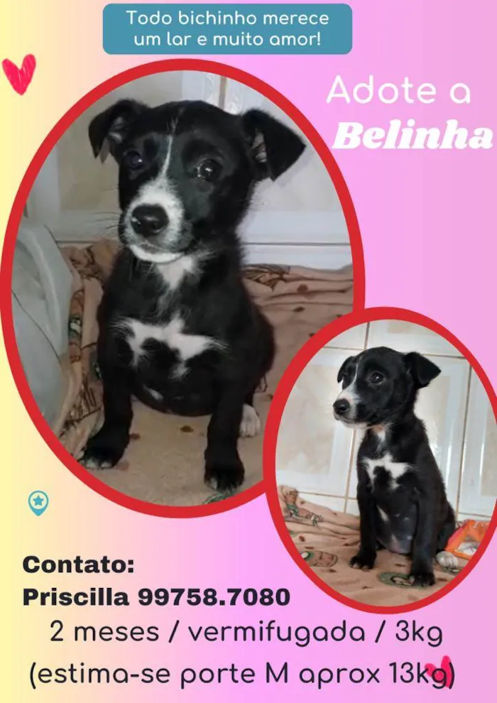 Cachorro ra a SRD idade 2 a 6 meses nome Belinha
