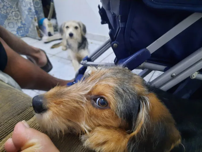 Cachorro ra a SRD-ViraLata idade 2 a 6 meses nome Flash