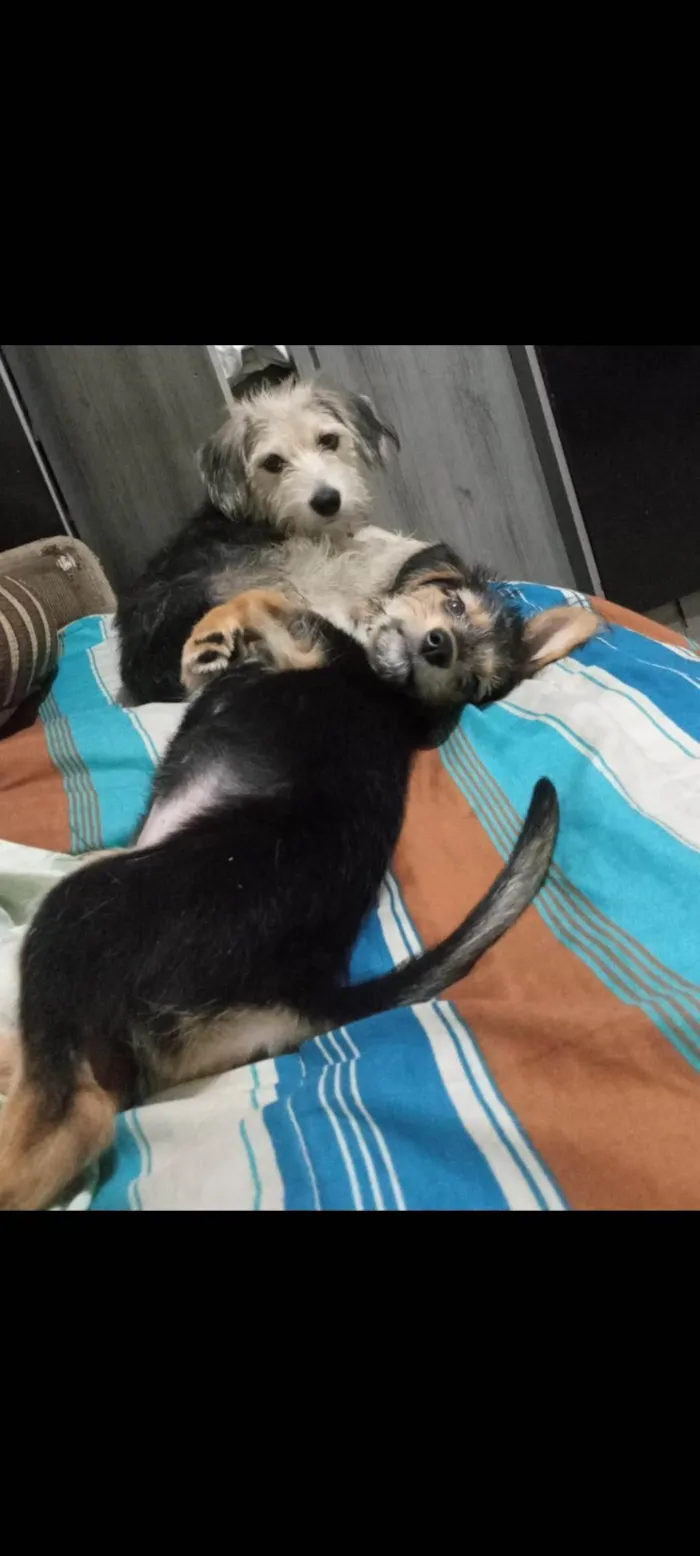 Cachorro ra a SRD-ViraLata idade 2 a 6 meses nome Flash