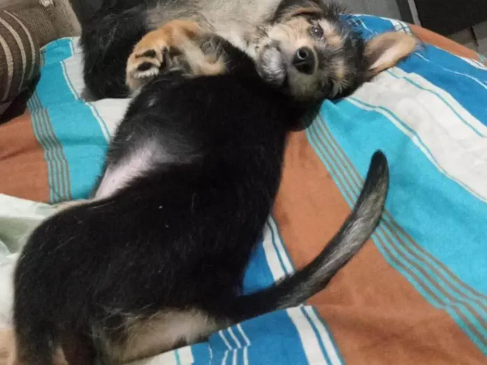 Cachorro ra a SRD-ViraLata idade 2 a 6 meses nome Flash