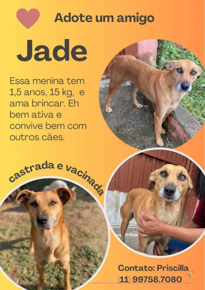 Cachorro ra a SRD idade 1 ano nome Jade
