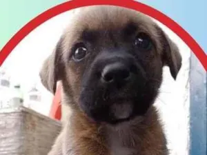 Cachorro raça SRD idade 2 a 6 meses nome Thor