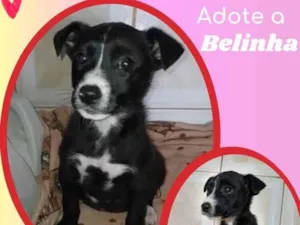 Cachorro raça SRD idade 2 a 6 meses nome Belinha