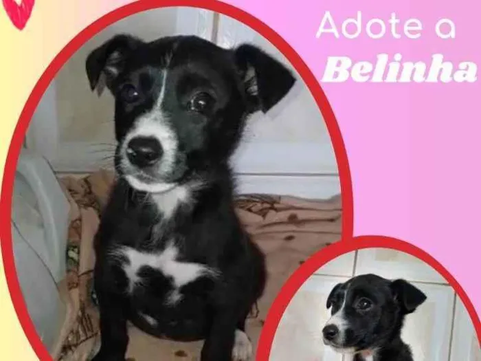 Cachorro ra a SRD idade 2 a 6 meses nome Belinha