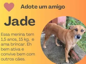 Cachorro raça SRD idade 1 ano nome Jade
