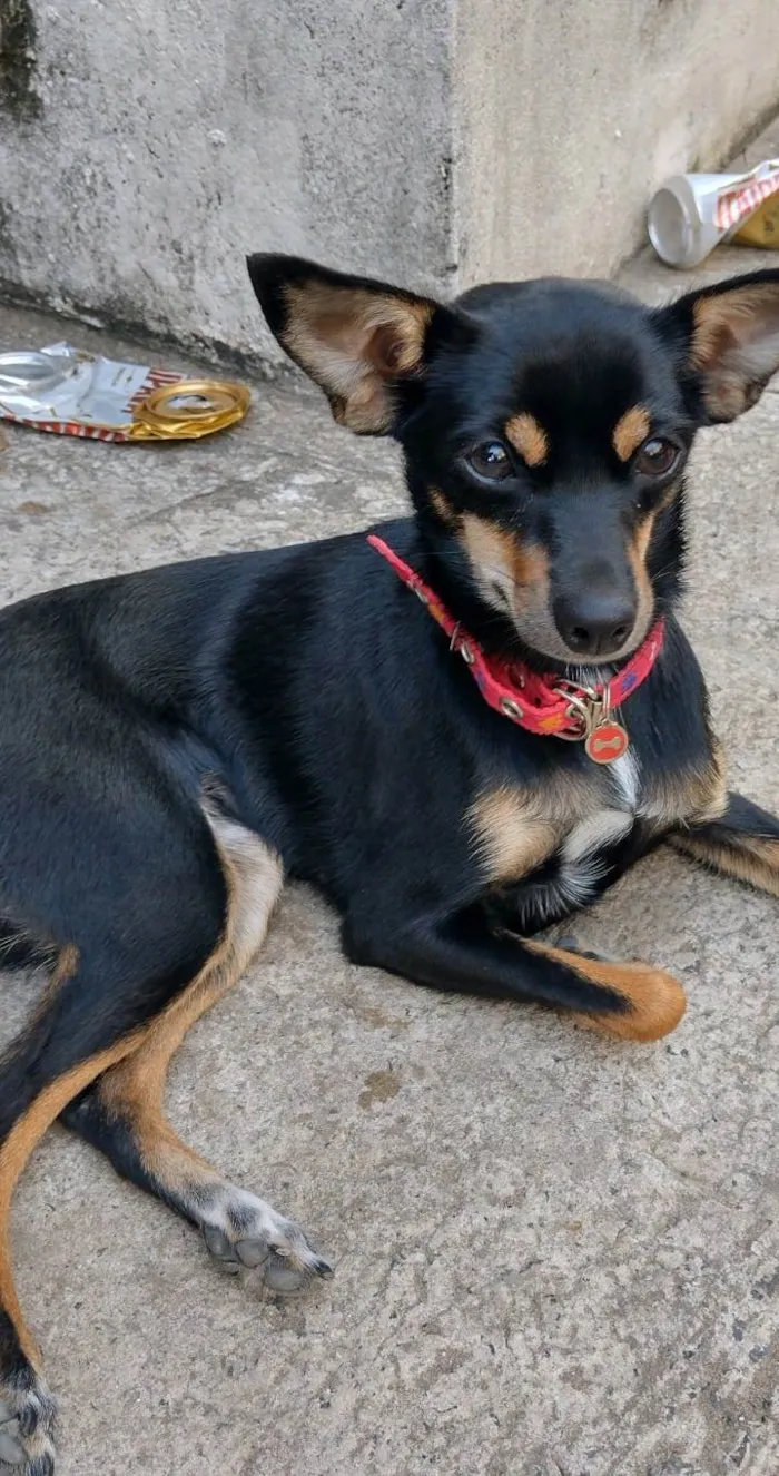 Cachorro ra a Pinscher idade 2 anos nome Pandora