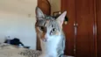 Mel