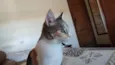 Mel
