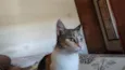 Mel