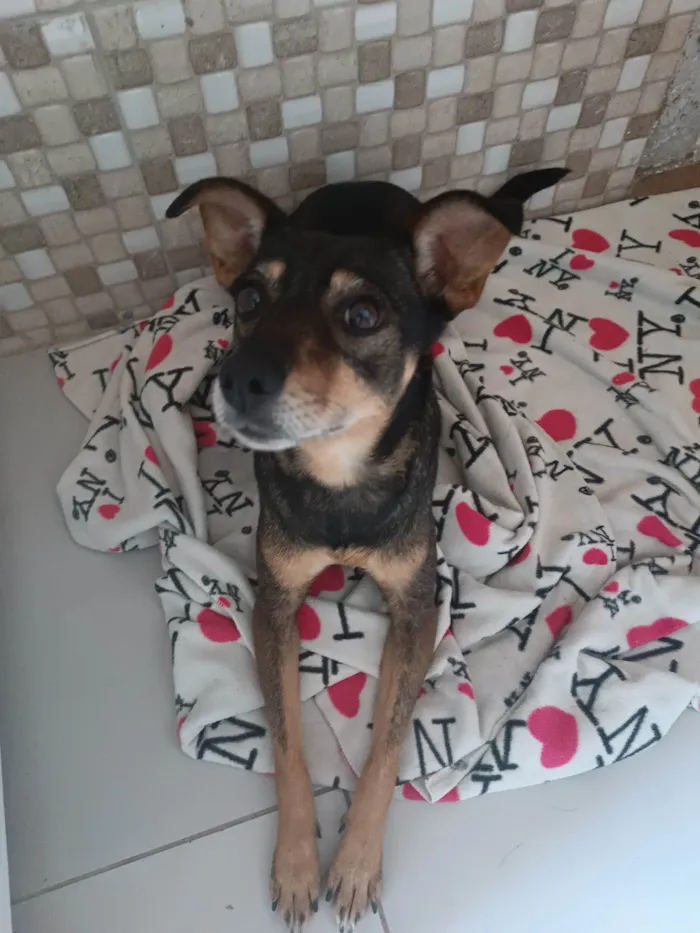 Cachorro ra a Indefinido  idade 2 anos nome Paçoca