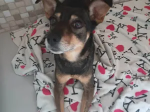 Cachorro raça Indefinido  idade 2 anos nome Paçoca