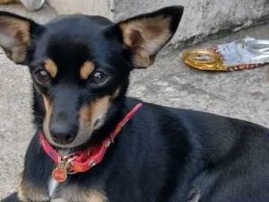 Cachorro raça Pinscher idade 2 anos nome Pandora