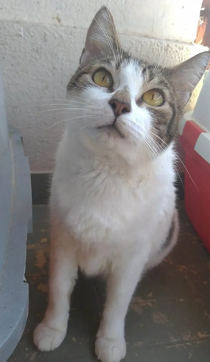 Gato ra a srd idade 2 anos nome MADONA